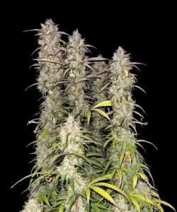 Impressive lange Cola der 'Creme Brulee Feminized' Cannabis-Sorte, die ihr bemerkenswertes Wachstum und ihre Blühfähigkeit zeigt, ein Beweis für ihre überlegene Genetik und sorgfältige Zucht.