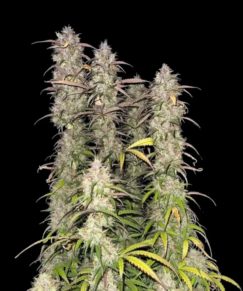 Impressive lange Cola der 'Creme Brulee Feminized' Cannabis-Sorte, die ihr bemerkenswertes Wachstum und ihre Blühfähigkeit zeigt, ein Beweis für ihre überlegene Genetik und sorgfältige Zucht.