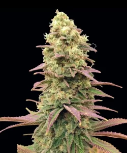 Detaillierte Nahaufnahme der 'Creme Brulee Feminized', die ihre wahre Indica-Natur durch dichte, kompakte Buds offenbart und die potente und fest gepackte Struktur der Sorte betont.