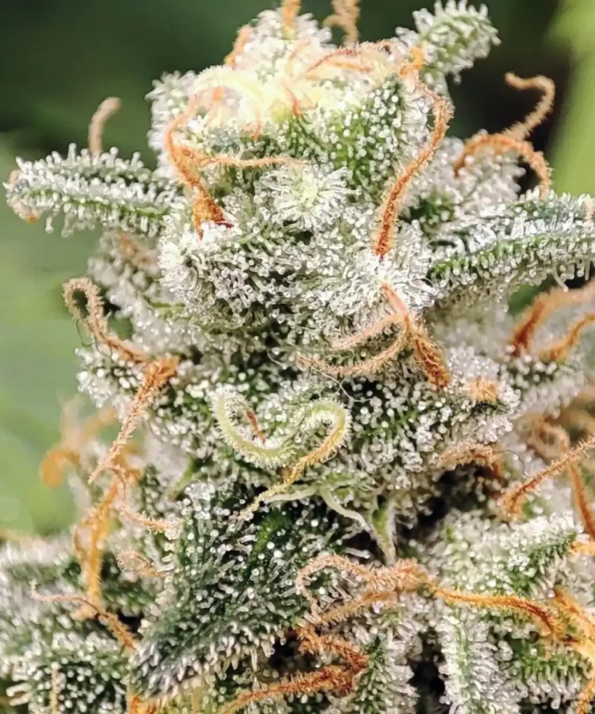 Dicht mit Frost bedeckte Buds der 'Creme Brulee Feminized' Cannabis-Sorte, die ein schneebedecktes Aussehen ähneln und die reichhaltige Trichom-Bedeckung hervorheben, die auf hohe Qualität und Potenz hinweist.