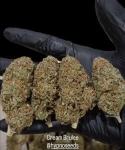 Kunstvoll geheilte Buds der 'Creme Brûlée Feminized' Cannabis-Sorte, die reichhaltige Färbung und eine dichte Struktur zeigen, was auf sorgfältige Zucht und Verarbeitung für optimale Qualität hinweist.