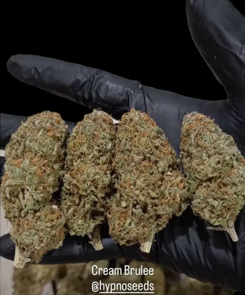 Kunstvoll geheilte Buds der 'Creme Brûlée Feminized' Cannabis-Sorte, die reichhaltige Färbung und eine dichte Struktur zeigen, was auf sorgfältige Zucht und Verarbeitung für optimale Qualität hinweist.