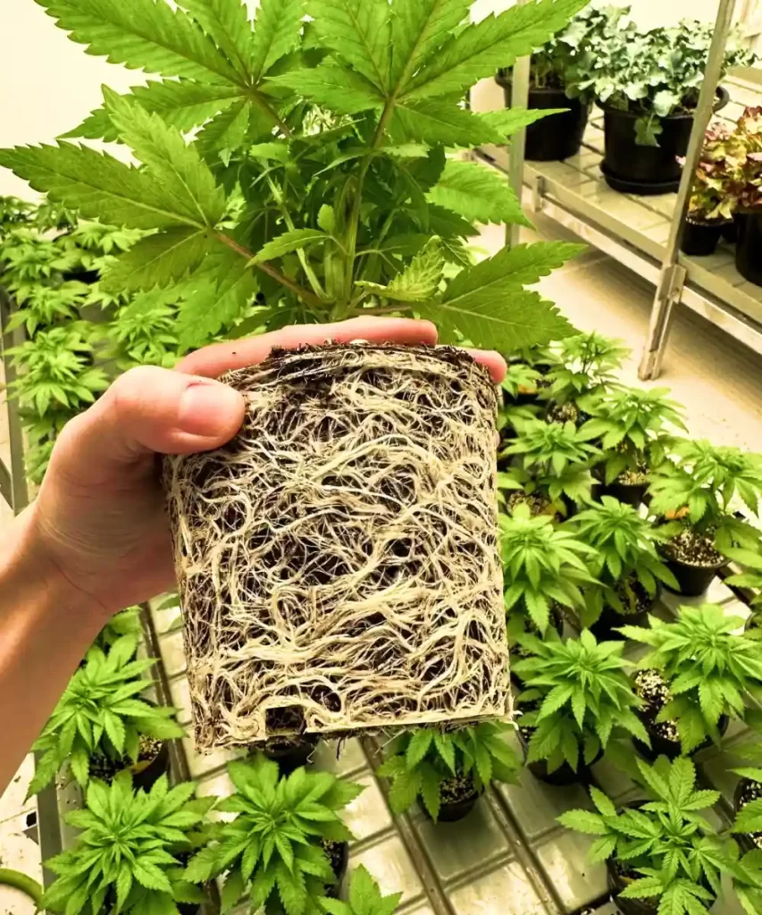 Gesundes und gut entwickeltes Wurzelsystem einer 'Creme Brulee Feminized' Cannabis-Pflanze, das die starke Grundlage zeigt, die für robustes Wachstum und Vitalität unerlässlich ist.