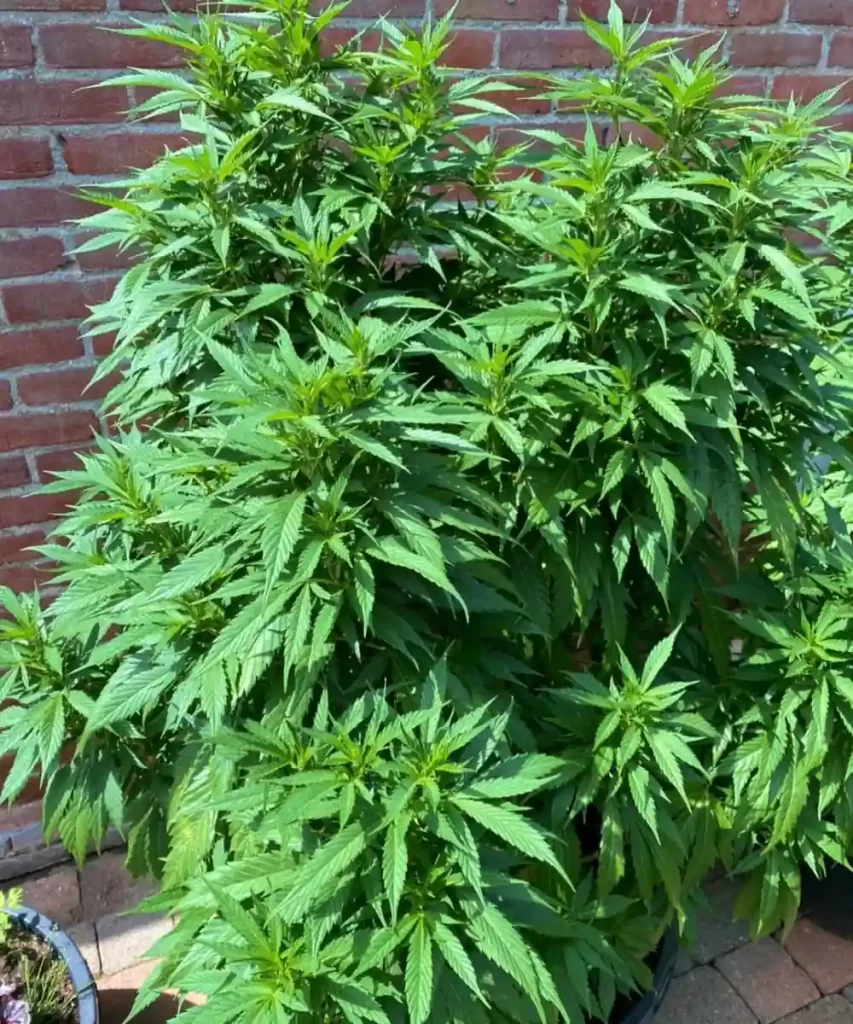 Robuste und gedeihende 'Creme Brulee Feminized' Cannabis-Pflanze, die im Freien angebaut wird, mit großen, üppig grünen Blättern, die auf ihr gesundes und kräftiges Wachstum in einer natürlichen Umgebung hinweisen.