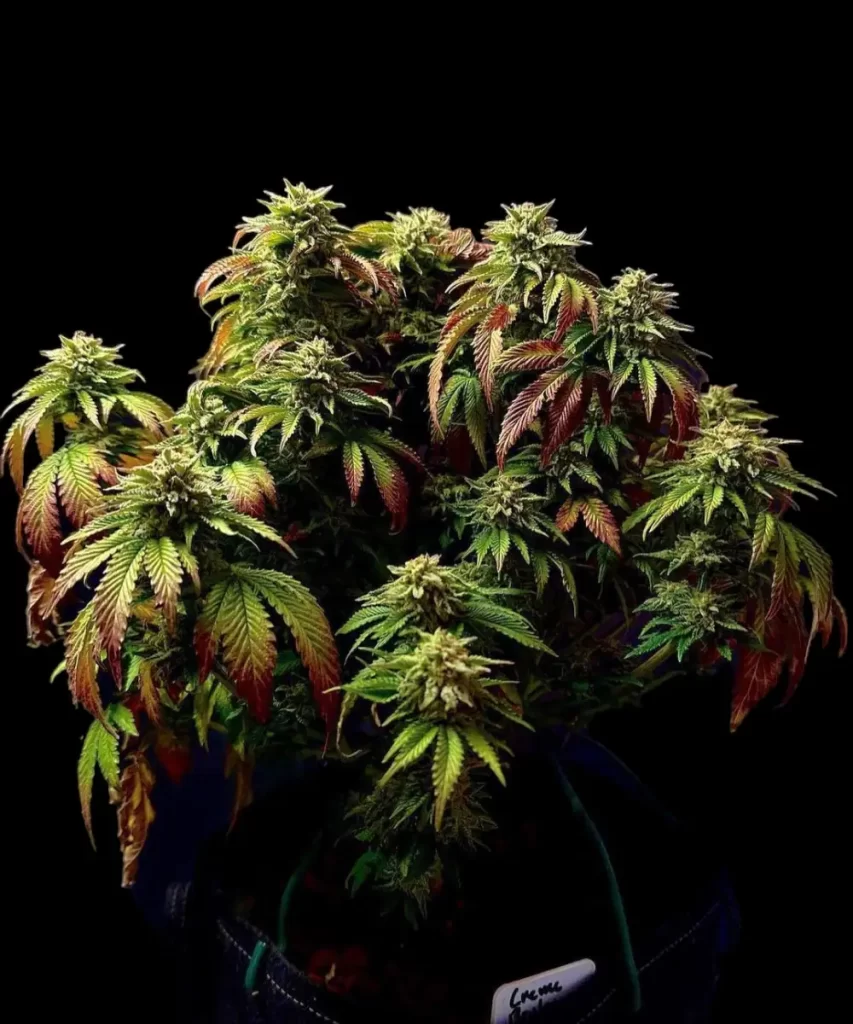 Die 'Creme Brulee Feminized' Cannabis-Sorte zeigt ihre Pracht mit einer Pflanze, die in einem Farbspektrum erblüht und die dynamische sowie visuell ansprechende Natur ihrer Genetik veranschaulicht.
