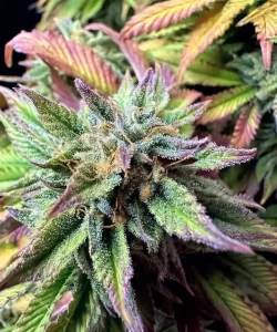 Die 'Creme Brulee Feminized' Cannabis-Sorte zeigt einen atemberaubenden, mehrfarbigen Bud, reich an Farbtönen, und hebt ihre visuelle Attraktivität sowie ihre erstklassigen genetischen Eigenschaften hervor.
