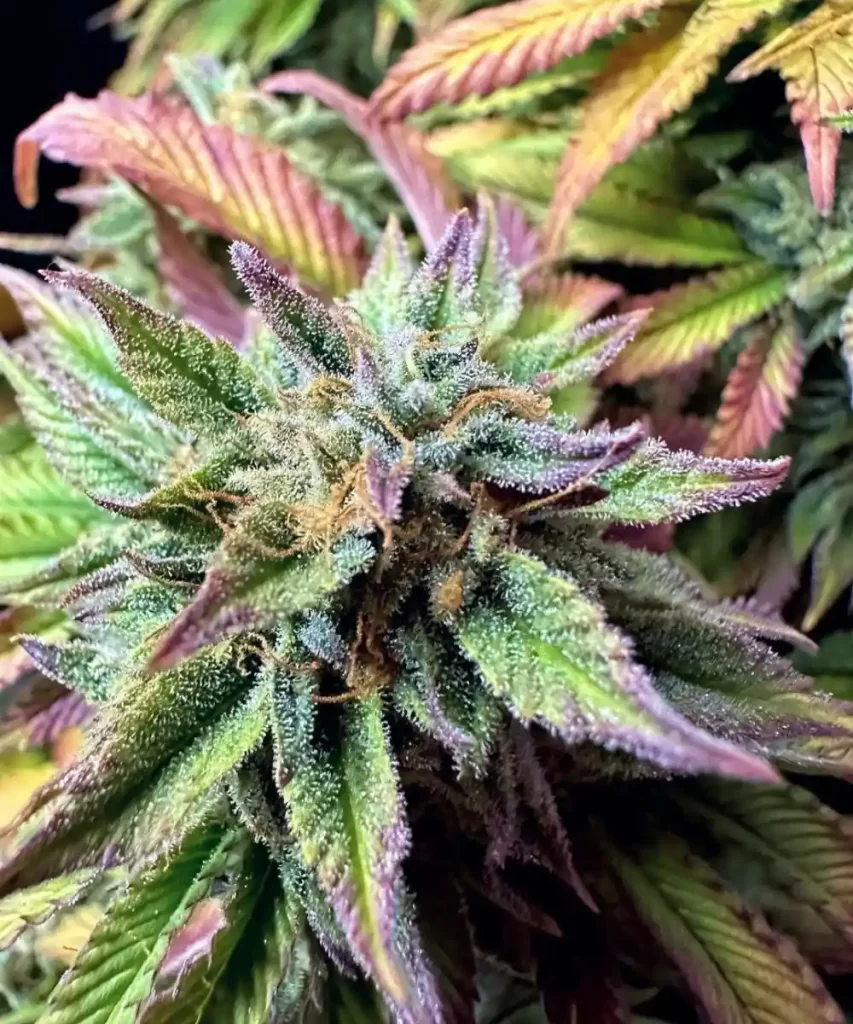 Die 'Creme Brulee Feminized' Cannabis-Sorte zeigt einen atemberaubenden, mehrfarbigen Bud, reich an Farbtönen, und hebt ihre visuelle Attraktivität sowie ihre erstklassigen genetischen Eigenschaften hervor.