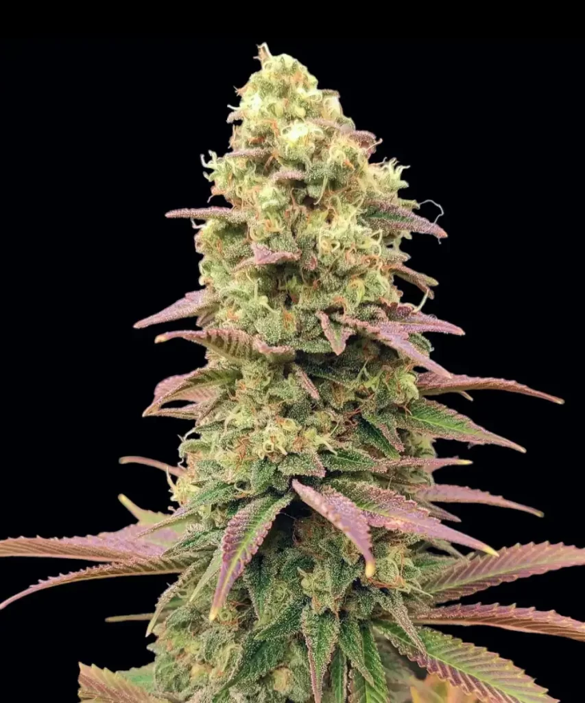 Detaillierte Nahaufnahme der 'Creme Brulee Feminized', die ihre wahre Indica-Natur durch dichte, kompakte Buds offenbart und die potente und fest gepackte Struktur der Sorte betont.