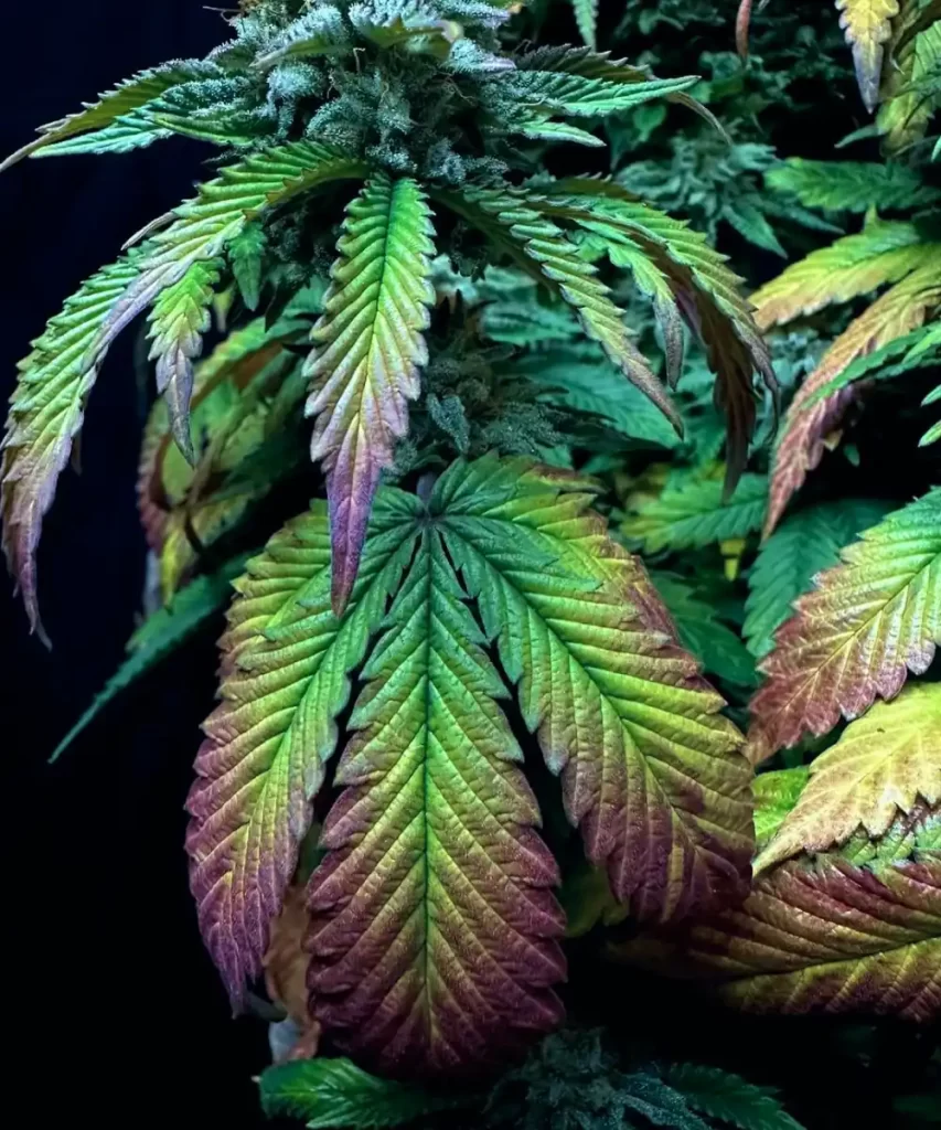 Lebendige und farbenfrohe Blätter der 'Creme Brulee Feminized' Cannabis-Pflanze, die ein Kaleidoskop von Farben zeigt und die einzigartige Schönheit und Vielfalt ihrer Genetik widerspiegelt.