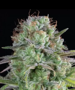 Nahaufnahme eines 'Creme Brulee Feminized' Cannabis-Buds, das seine super Indica-Eigenschaften hervorhebt, mit einem detaillierten Blick auf die kompakte, üppig grüne Struktur und die komplexe Trichom-Bedeckung.