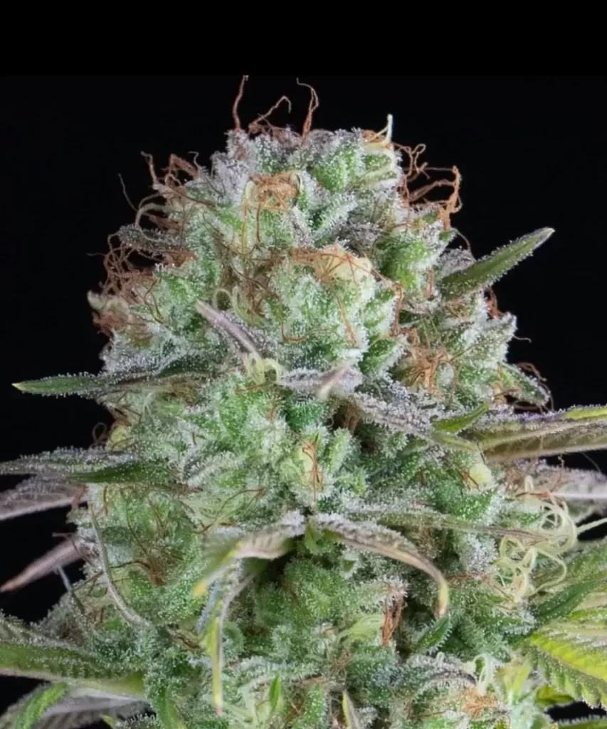 Nahaufnahme eines 'Creme Brulee Feminized' Cannabis-Buds, das seine super Indica-Eigenschaften hervorhebt, mit einem detaillierten Blick auf die kompakte, üppig grüne Struktur und die komplexe Trichom-Bedeckung.