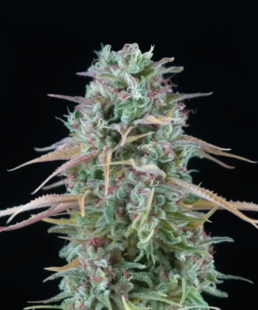 Lebendig grüner, dicht gepackter Bud der 'Creme Brulee Feminized' Sorte, der die dichte Struktur und die üppige Farbe veranschaulicht, die typisch für ihre super Indica-Genetik ist.