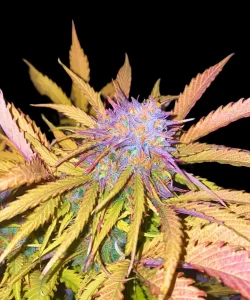 Markant lila gefärbter Bud der 'Crystal Ball Auto (Grapefruit x Cream Brulee Auto)' Cannabis-Pflanze, der die einzigartige Färbung und die reife Blütephase der Sorte veranschaulicht.