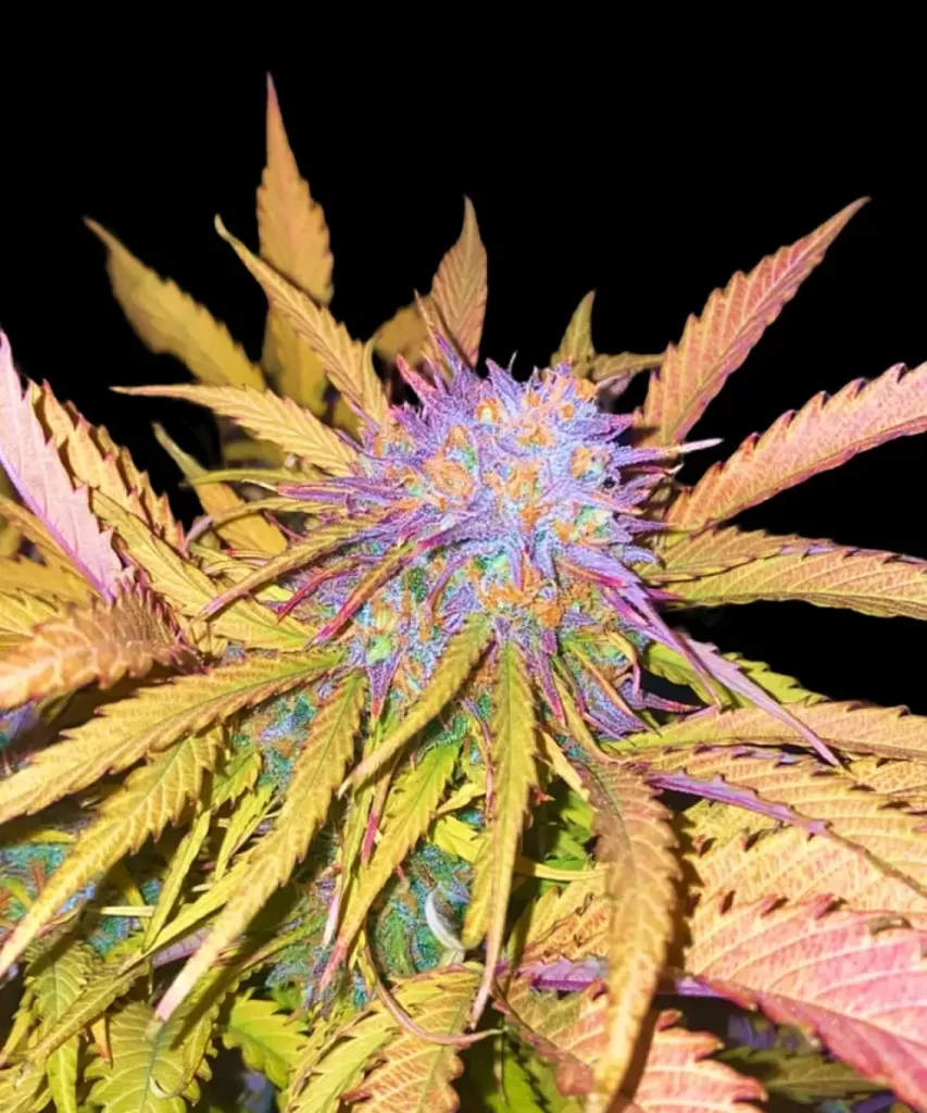 Markant lila gefärbter Bud der 'Crystal Ball Auto (Grapefruit x Cream Brulee Auto)' Cannabis-Pflanze, der die einzigartige Färbung und die reife Blütephase der Sorte veranschaulicht.