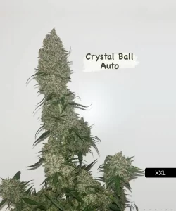 Crystal Ball Auto (Grapefruit x Cream Brulee Auto) Cannabis-Pflanze, die eine beeindruckende Statur mit reichlich schweren Buds zeigt, was auf ihre hoch-ertragreiche Genetik hinweist.