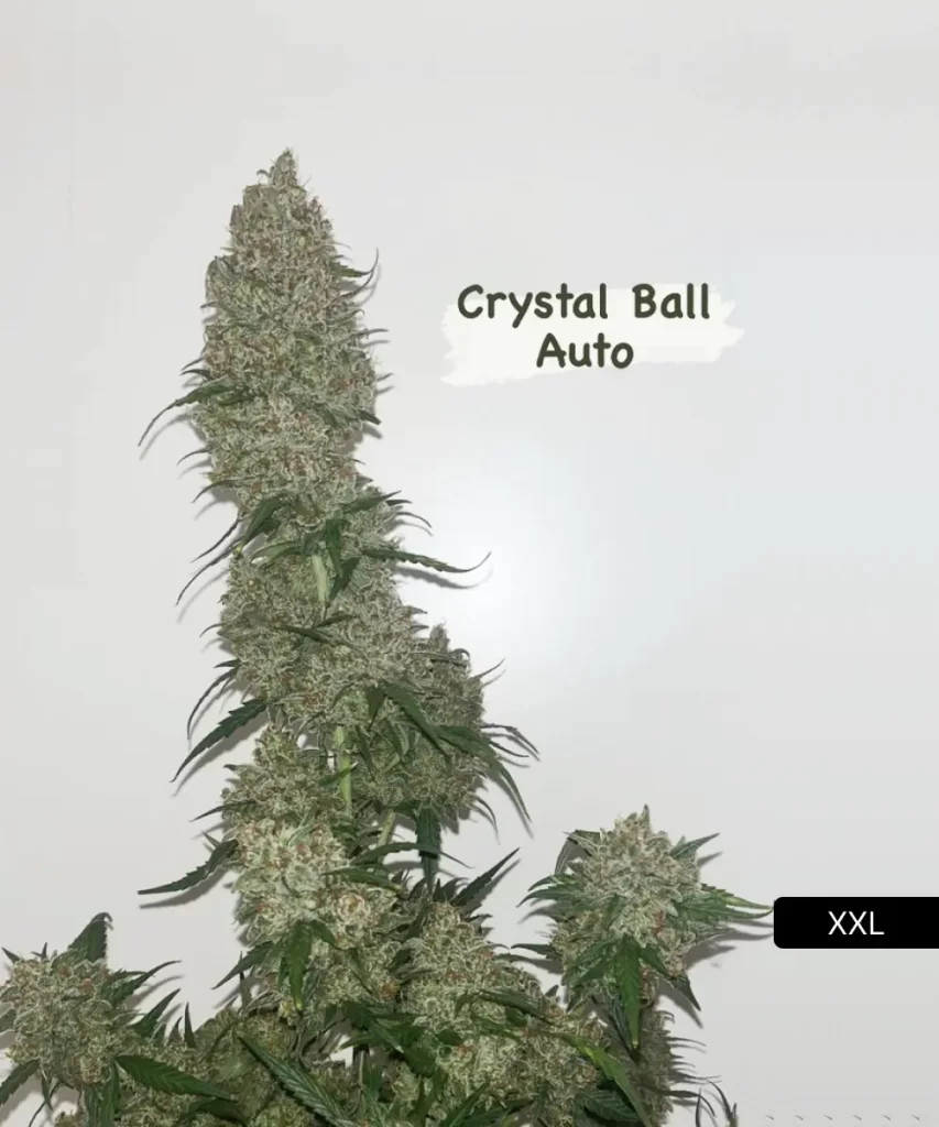 Crystal Ball Auto (Grapefruit x Cream Brulee Auto) Cannabis-Pflanze, die eine beeindruckende Statur mit reichlich schweren Buds zeigt, was auf ihre hoch-ertragreiche Genetik hinweist.