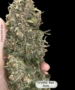 Bild der 'Crystal Ball Auto (Grapefruit x Cream Brulee Auto)', die einen großen, gut geformten Bud zeigt und die großzügige Bud-Größe sowie die üppige Entwicklung der Sorte veranschaulicht.