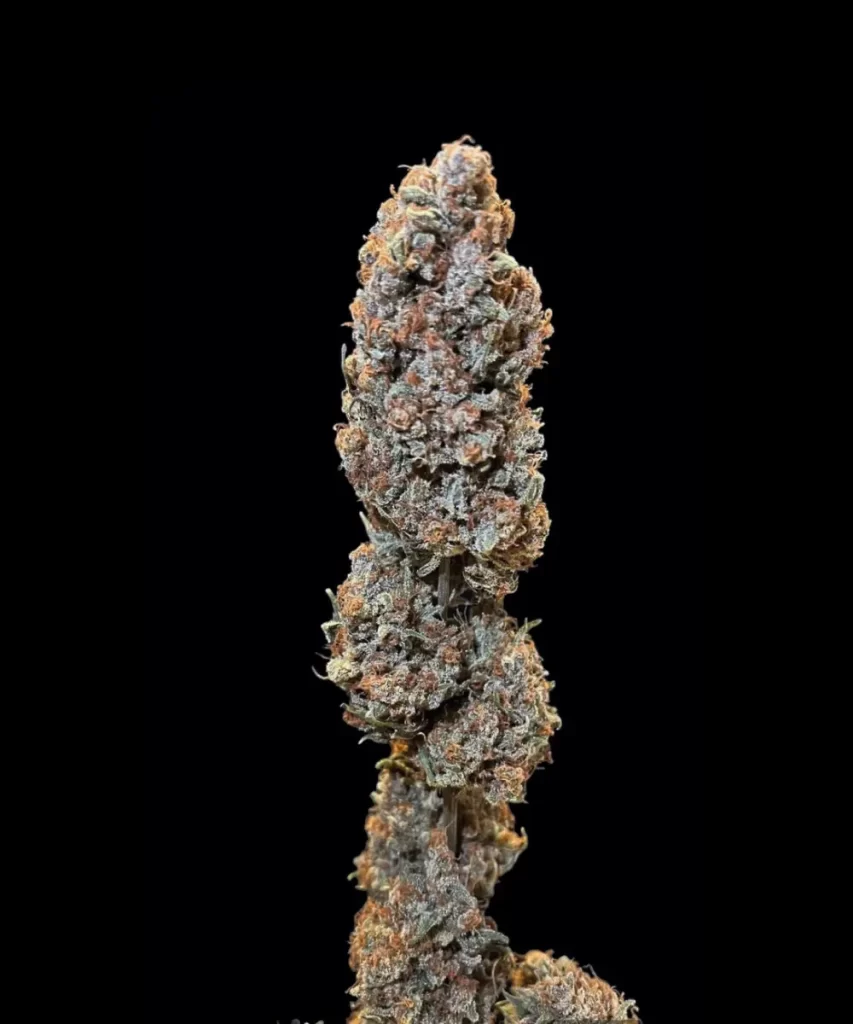 Gut geheilter Bud der 'Crystal Ball (Grapefruit x Cream Brulee Auto)' Cannabis-Pflanze, der die komplexe Trichom-Bedeckung und die reiche, reife Färbung nach dem Trocknungs- und Heilungsprozess hervorhebt.