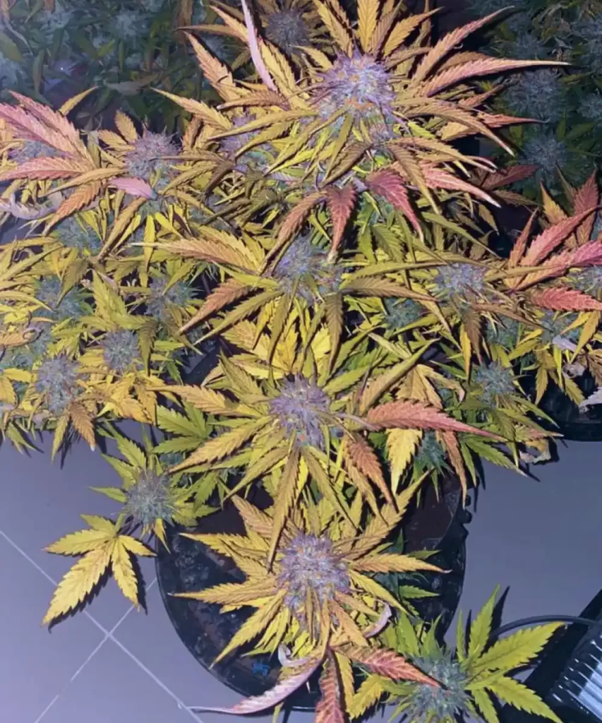 Crystal Ball Auto (Grapefruit x Cream Brulee) Cannabis-Pflanze, die ein lebendiges Farbenspektrum zeigt, mit Farbtönen, die von tiefem Grün bis zu lebendigem Lila reichen, und die einzigartige und ansprechende Ästhetik der Pflanze hervorhebt.