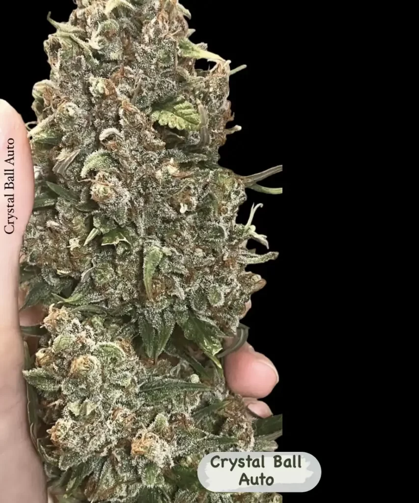 Bild der 'Crystal Ball Auto (Grapefruit x Cream Brulee Auto)', die einen großen, gut geformten Bud zeigt und die großzügige Bud-Größe sowie die üppige Entwicklung der Sorte veranschaulicht.