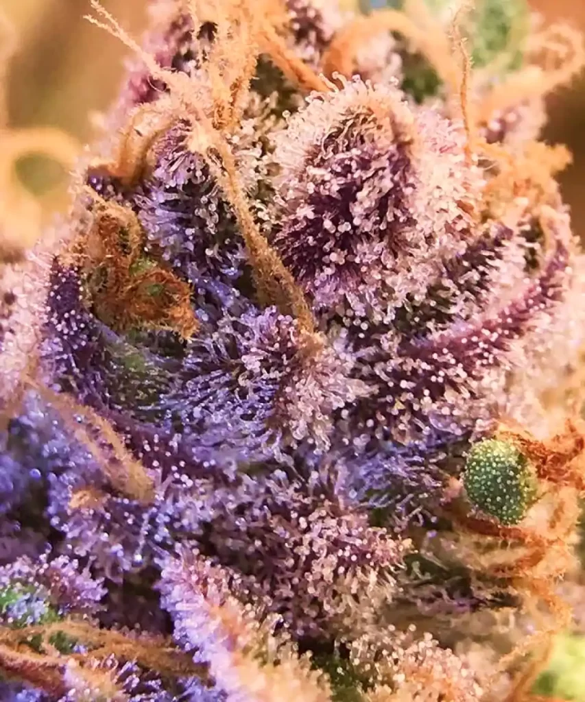 Amnesia Haze Auto mit einem frostigen, eisigen Bud, das mit lebendigen lila Trichomen besetzt ist und ihr einzigartiges und auffälliges Aussehen zeigt.