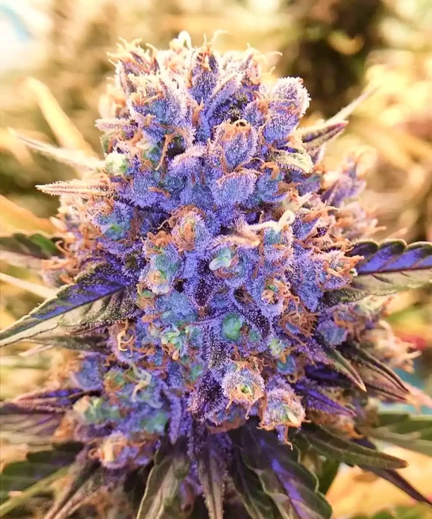 Amnesia Haze Auto, die einen atemberaubenden lila Bud zeigt, der schwer mit funkelnden, kristallinen Trichomen bedeckt ist.
