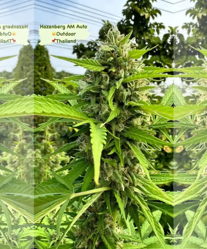 Amnesia Haze Auto, die draußen in einer üppigen tropischen thailändischen Umgebung gedeiht und ihr robustes sativa Erbe hervorhebt.