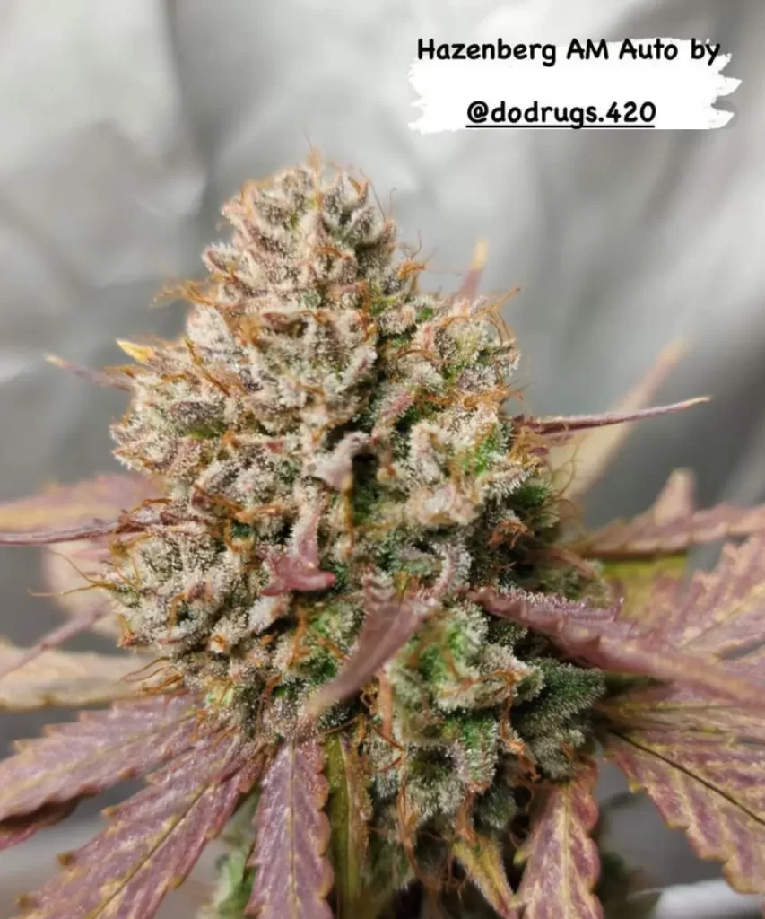 Amnesia Haze Auto Cannabis-Pflanze, die lebendige rote Blätter und dicht mit trichomenbedeckten, schneeliken Buds zeigt.