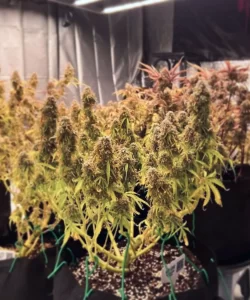Ice Eyes Auto (Gorilla Glue x Girl Scout Cookies x Gelato Ice), die die Low Stress Training (LST)-Technik für optimales Wachstum zeigt.