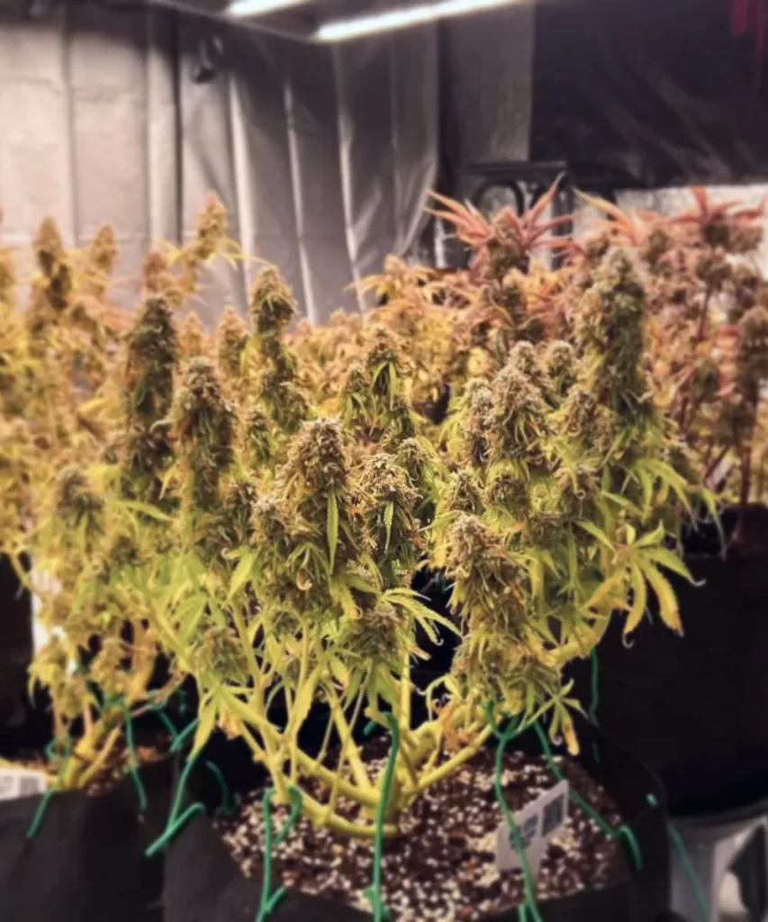 Ice Eyes Auto (Gorilla Glue x Girl Scout Cookies x Gelato Ice), die die Low Stress Training (LST)-Technik für optimales Wachstum zeigt.