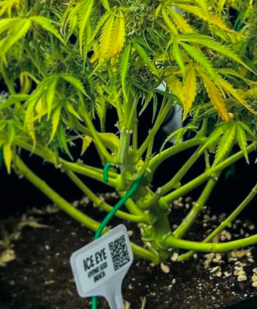Ice Eyes Auto (Gorilla Glue x Girl Scout Cookies x Gelato Ice), die eine detaillierte Ansicht der Low Stress Training (LST)-Technik zeigt.
