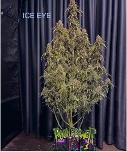 Ice Eyes Auto (Gorilla Glue x Girl Scout Cookies x Gelato Ice) showcasing a tall, robust plant structure
