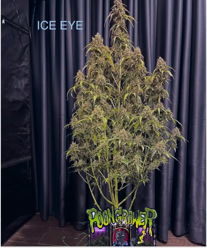 Ice Eyes Auto (Gorilla Glue x Girl Scout Cookies x Gelato Ice) showcasing a tall, robust plant structure