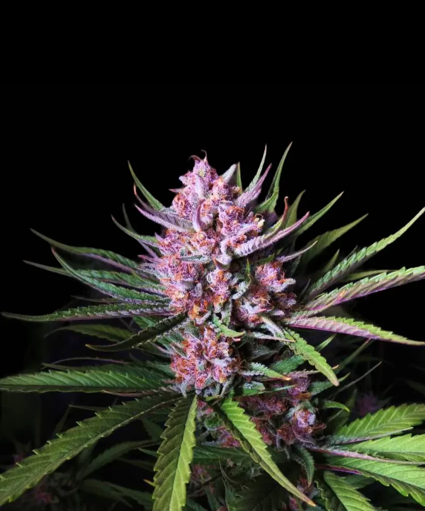 Ice Eyes Auto (Gorilla Glue x Girl Scout Cookies x Gelato Ice), die bunte, frostige Buds zeigt.