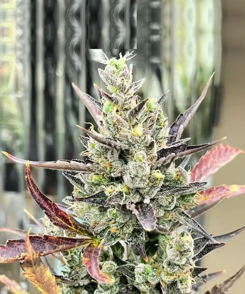 Juicy-Pussy-Auto-10 Juicy Pussy Auto Cannabis-Sorte, die Buds zeigt, die stark mit frostigen Trichomen bedeckt sind, was ihnen ein eisiges Aussehen verleiht und auf einen hohen Harzgehalt und Potenz hinweist.