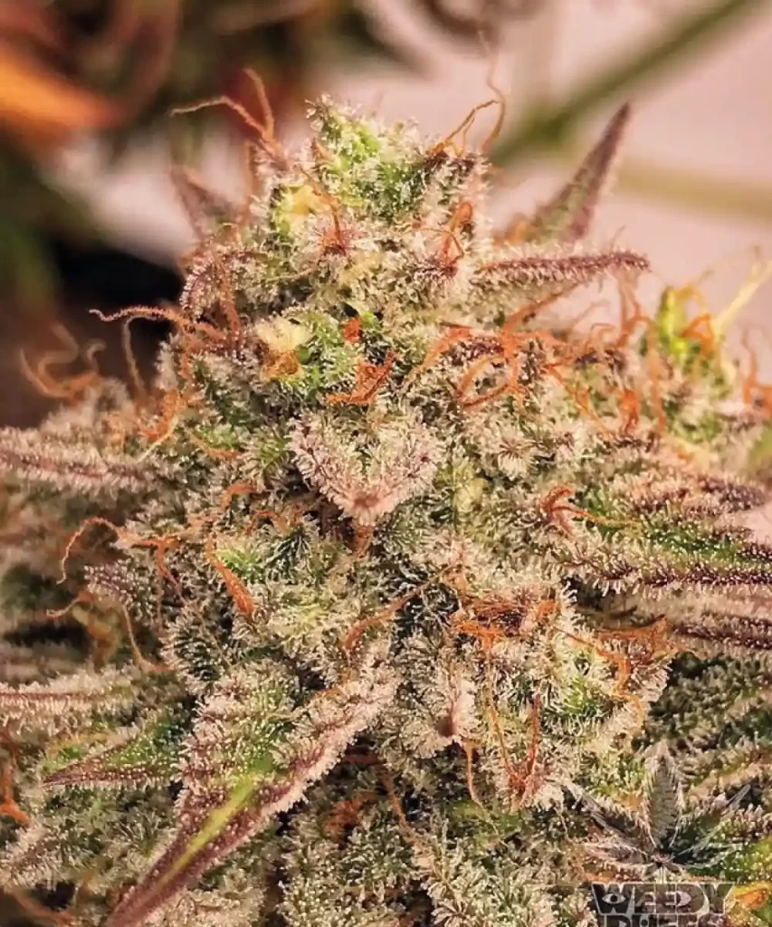 Juicy-Pussy-Auto-2 Juicy Pussy Auto Cannabis-Sorte mit Buds, die dicht mit funkelnden Trichomen bedeckt sind, was auf eine hochwertige und potente Pflanze hinweist.