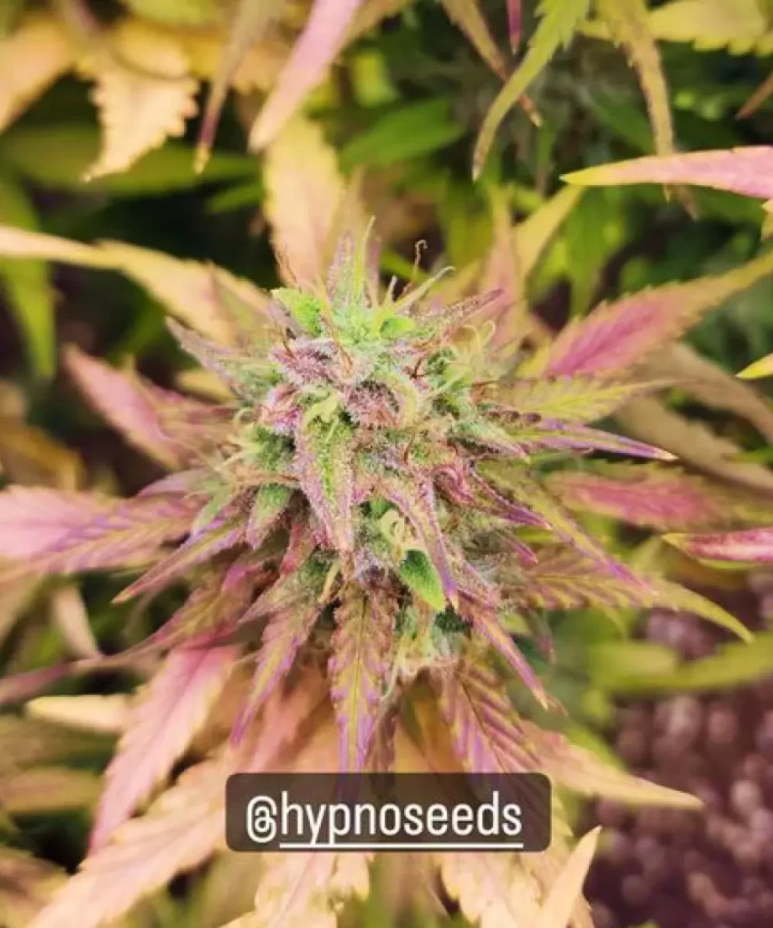 Juicy-Pussy-Auto-3 Juicy Pussy Auto Cannabis-Pflanze mit atemberaubenden lila Blättern und einem passenden Bud, das die einzigartige und auffällige Färbung der Sorte hervorhebt.