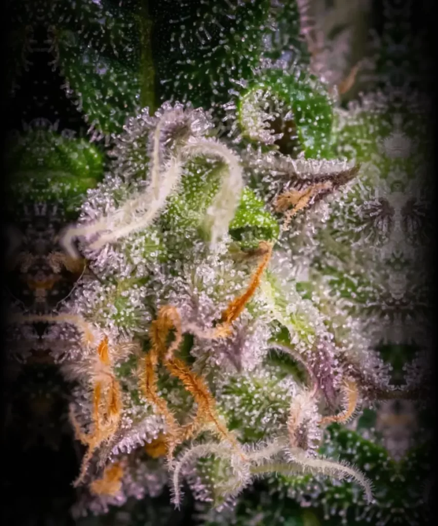 Juicy-Pussy-Auto-4 Nahaufnahme der 'Juicy Pussy Auto' Cannabis-Sorte, die ein Kaleidoskop von Farben auf den Buds zeigt, was auf ihr reiches und vielfältiges genetisches Profil hinweist.