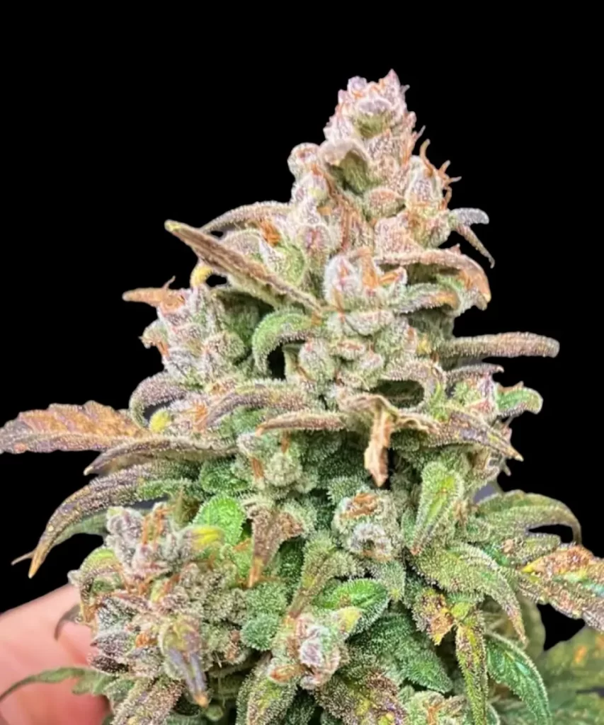 Juicy-Pussy-Auto-5 Juicy Pussy Auto Cannabis-Sorte, die Buds mit einer dicken Schicht kristalliner Trichome zeigt, die ihnen ein schneebedecktes Aussehen verleihen und auf hohe Potenz hinweisen.