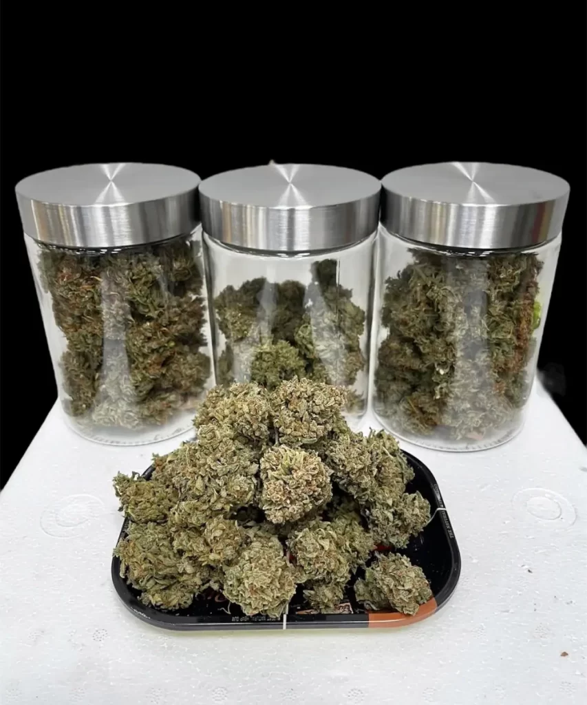 Juicy-Pussy-Auto-6 Juicy Pussy Auto Cannabis-Sorte mit gut geheilten Buds, die ihre Reife und Bereitschaft zur Verwendung hervorheben.