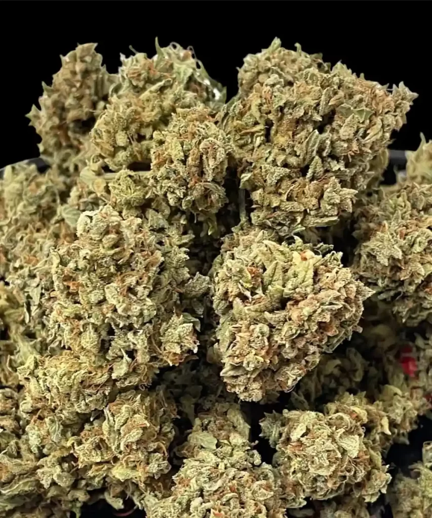 Juicy-Pussy-Auto-7 Juicy Pussy Auto Cannabis-Sorte mit dichten, kompakten, getrockneten Buds, die auf eine hochwertige Zucht und Vorbereitung hinweisen.