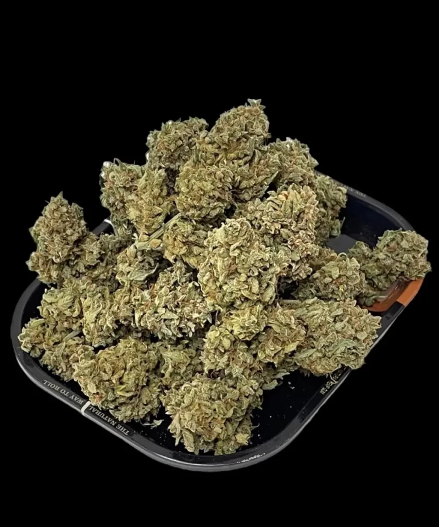 Juicy-Pussy-Auto-8 Juicy Pussy Auto Cannabis-Sorte mit sorgfältig getrockneten Buds, die ihre Bereitschaft für die Verarbeitung oder den Konsum zeigen.