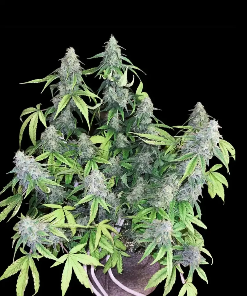 Juicy-Pussy-Auto Juicy Pussy Auto Cannabis-Pflanze, die mit Low Stress Training (LST) bearbeitet wird, und gleichmäßig verteilte Äste zeigt, um optimales Wachstum und Lichtdurchlässigkeit zu fördern.