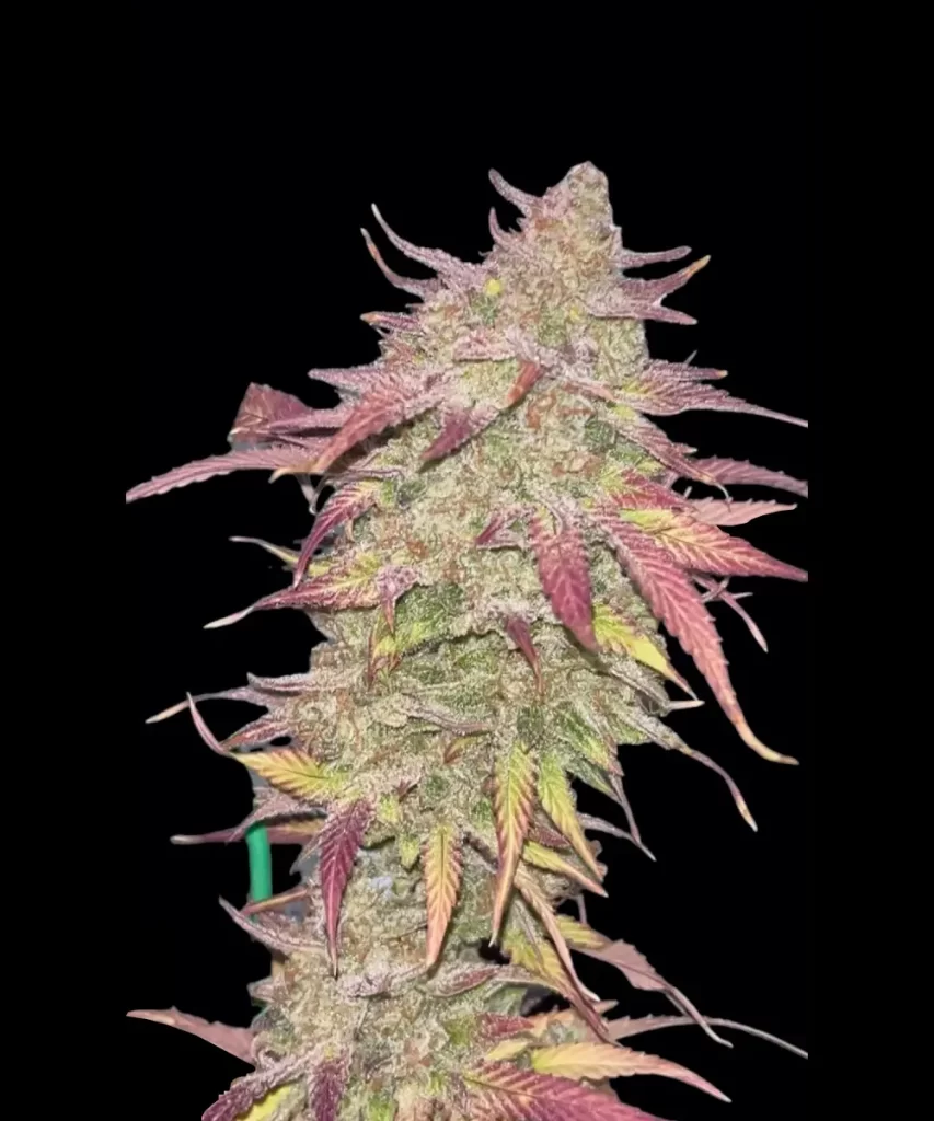 Juicy-Pussy-Auto-9 Juicy Pussy Auto Cannabis-Pflanze mit lebendigen lila Blättern, einem einzigartigen und visuell auffälligen Merkmal dieser Sorte.