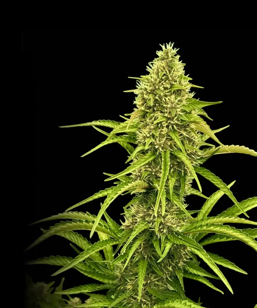 Papaya Auto (Papaya x Strawberry Banana), die lebendige blühende Pistillen zeigt.