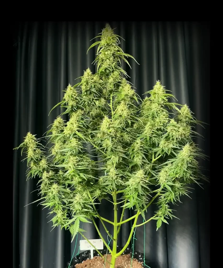 Papaya Auto (Papaya x Strawberry Banana), die einer sorgfältigen Low Stress Training (LST)-Methode unterzogen wird.