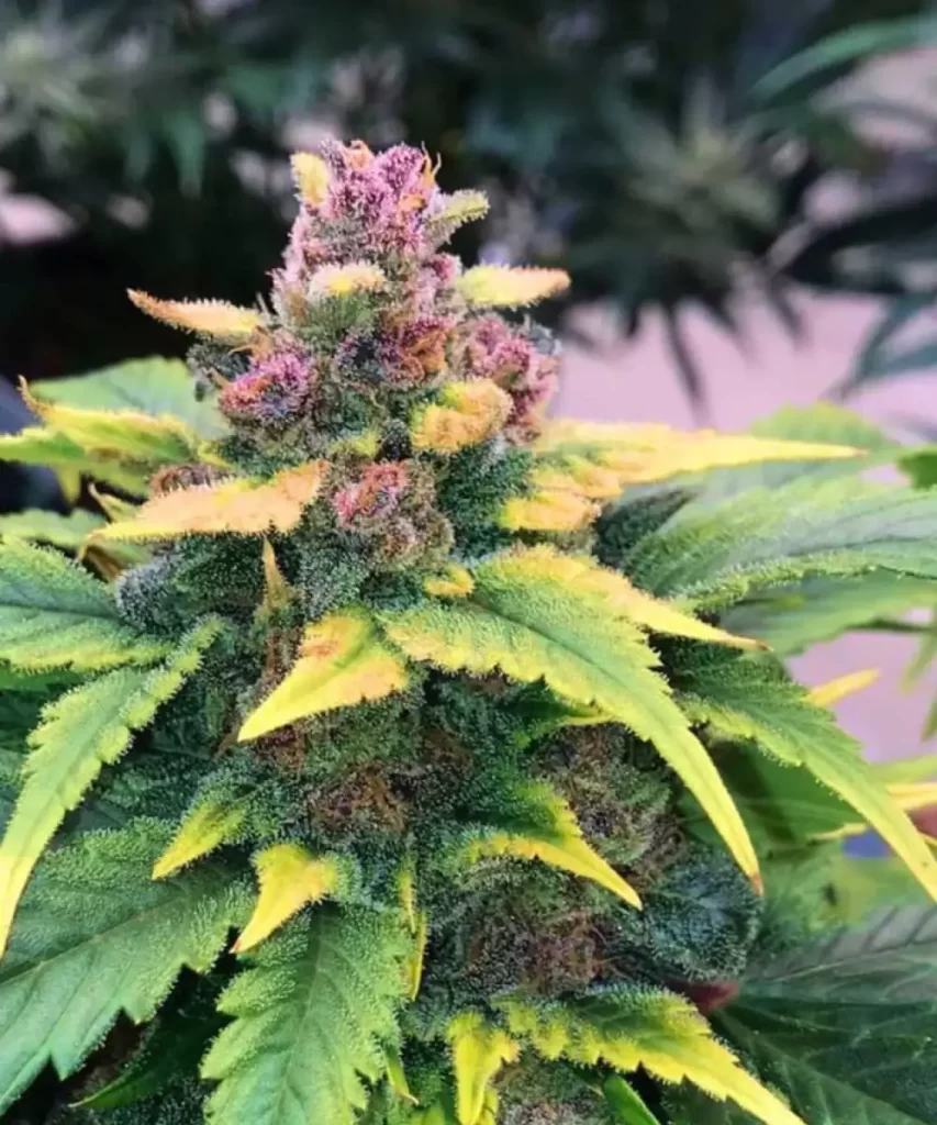 Papaya Auto (Papaya x Strawberry Banana), die einen frostigen, kristallbedeckten Bud zeigt.