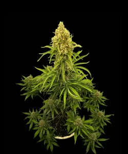 Papaya Auto (Papaya x Strawberry Banana), die eine lebendige, gesunde grüne Pflanze zeigt.