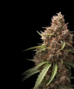 Papaya Auto (Papaya x Strawberry Banana) mit einem THC-Gehalt von 25%.