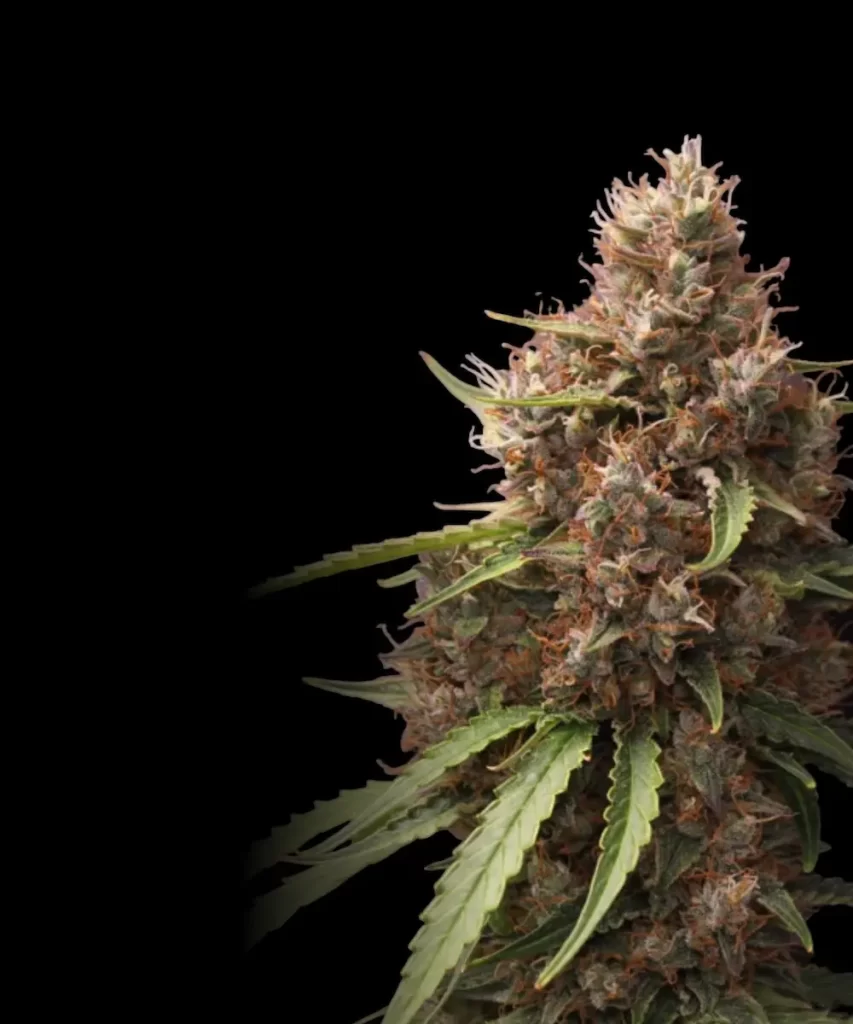 Papaya Auto (Papaya x Strawberry Banana) mit einem THC-Gehalt von 25%.